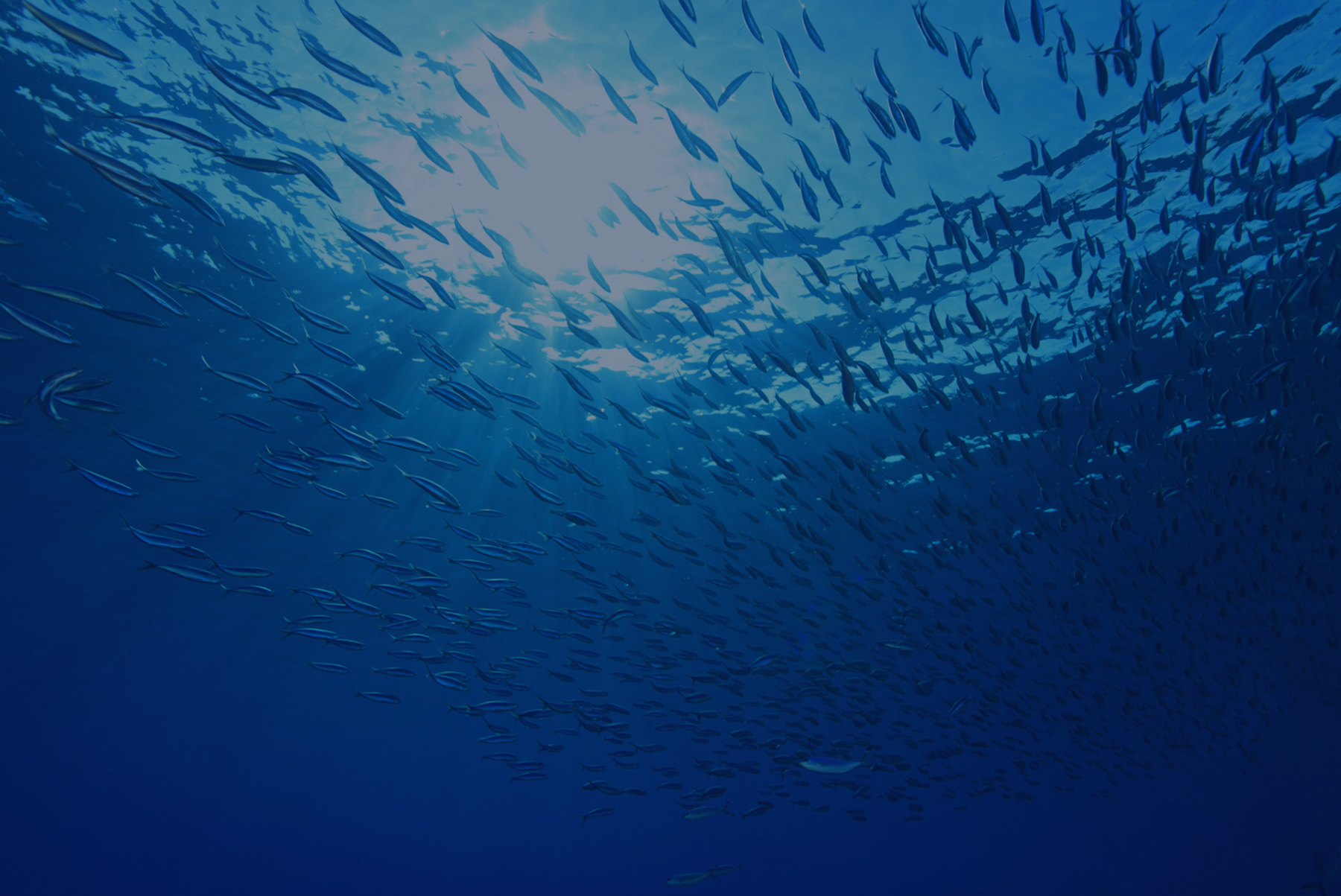 有限会社中田メイン画像